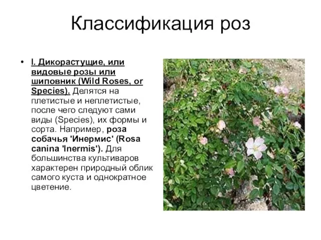 Классификация роз I. Дикорастущие, или видовые розы или шиповник (Wild Roses,