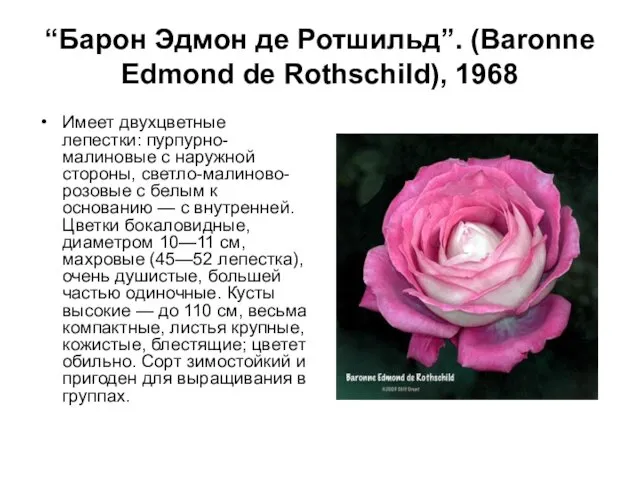 “Барон Эдмон де Ротшильд”. (Baronne Edmond de Rothschild), 1968 Имеет двухцветные