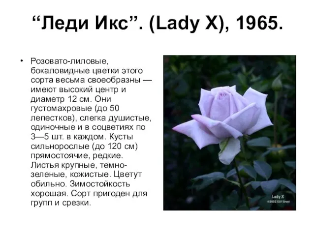 “Леди Икс”. (Lady X), 1965. Розовато-лиловые, бокаловидные цветки этого сорта весьма