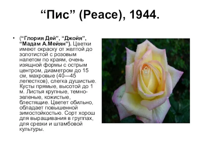 “Пис” (Peace), 1944. (“Глория Дей”, “Джойя”, “Мадам А.Мейян”). Цветки имеют окраску