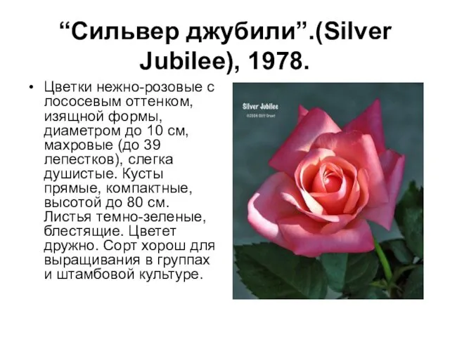 “Сильвер джубили”.(Silver Jubilee), 1978. Цветки нежно-розовые с лососевым оттенком, изящной формы,