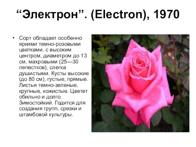 “Электрон”. (Electron), 1970 Сорт обладает особенно яркими темно-розовыми цветками, с высоким