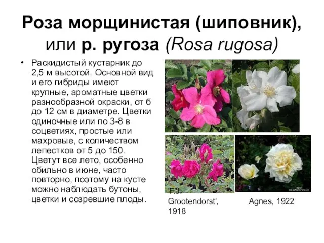 Роза морщинистая (шиповник), или р. ругоза (Rosa rugosa) Раскидистый кустарник до