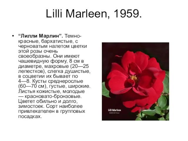 Lilli Marleen, 1959. “Лилли Марлин”. Темно-красные, бархатистые, с черноватым налетом цветки