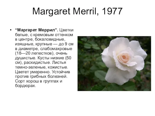 Margaret Merril, 1977 “Маргарет Меррил”. Цветки белые, с кремовым оттенком в