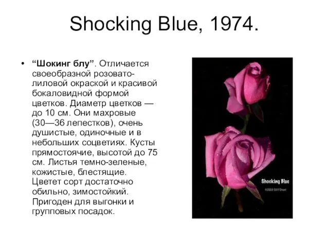Shocking Blue, 1974. “Шокинг блу”. Отличается своеобразной розовато-лиловой окраской и красивой