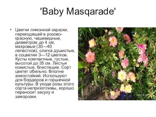 'Baby Masqarade' Цветки лимонной окраски, переходящей в розово-красную, чашевидные, диаметром до