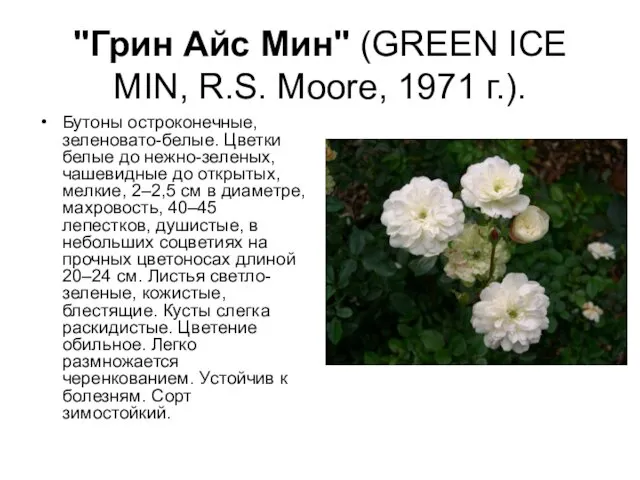 "Грин Айс Мин" (GREEN ICE MIN, R.S. Moore, 1971 г.). Бутоны