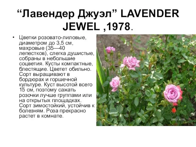 “Лавендер Джуэл” LAVENDER JEWEL ,1978. Цветки розовато-лиловые, диаметром до 3,5 см,