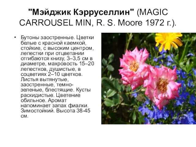 "Мэйджик Кэрруселлин" (MAGIC CARROUSEL MIN, R. S. Moore 1972 г.). Бутоны