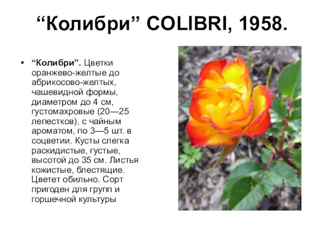 “Колибри” COLIBRI, 1958. “Колибри”. Цветки оранжево-желтые до абрикосово-желтых, чашевидной формы, диаметром