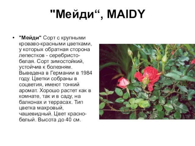 "Мейди“, MAIDY "Мейди" Сорт с крупными кроваво-красными цветками, у которых обратная