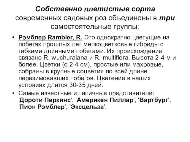 Собственно плетистые сорта современных садовых роз объединены в три самостоятельные группы: