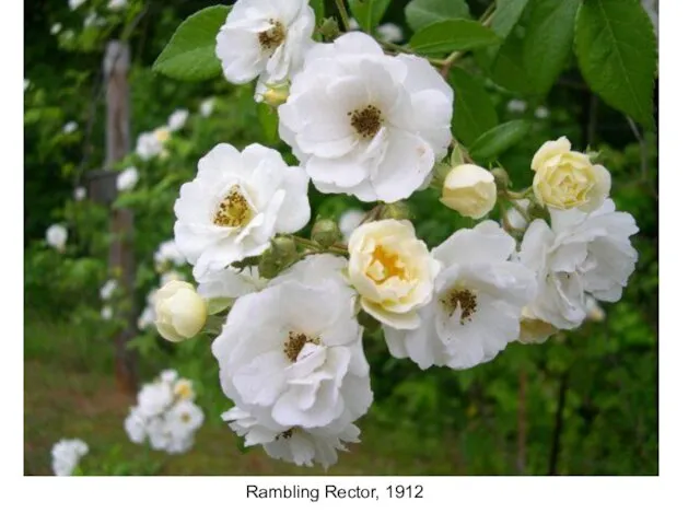 Rambling Rector, 1912