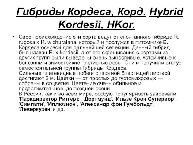 Гибриды Кордеса, Корд. Hybrid Kordesii, HKor. Свое происхождение эти сорта ведут