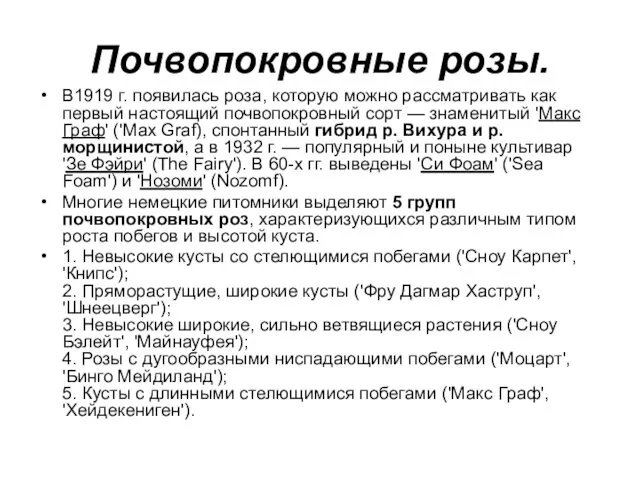 Почвопокровные розы. В1919 г. появилась роза, которую можно рассматривать как первый