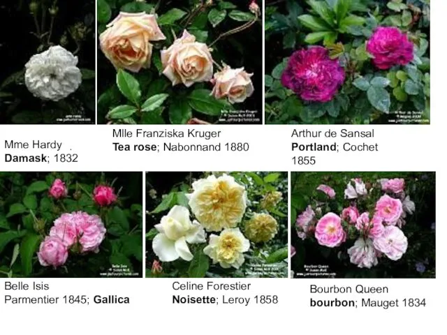 Mme Hardy Damask; 1832 Mlle Franziska Kruger Tea rose; Nabonnand 1880