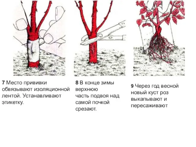 9 Через год весной новый куст роз выкапывают и пересаживают 7