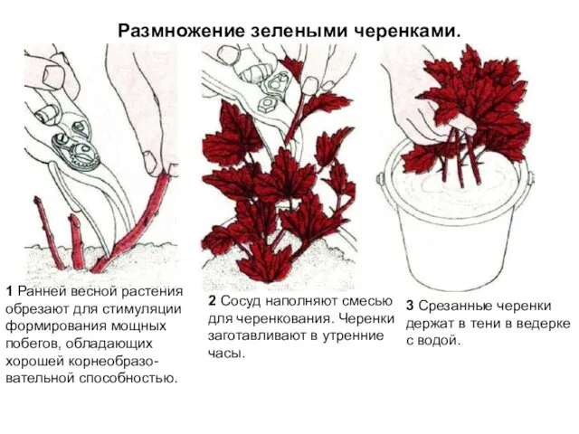 Размножение зелеными черенками. 2 Сосуд наполняют смесью для черенкования. Черенки заготавливают