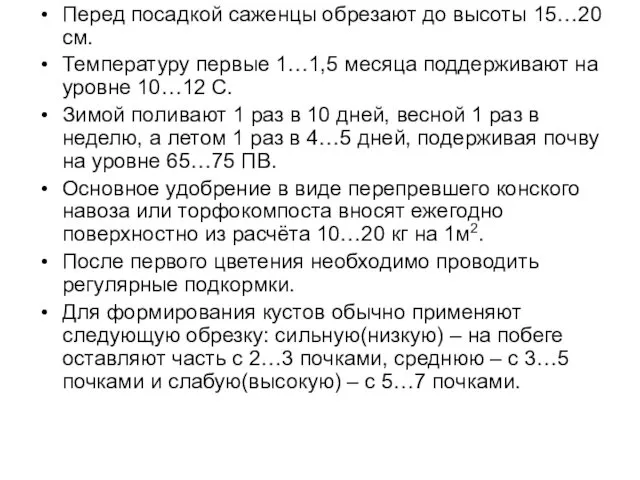 Перед посадкой саженцы обрезают до высоты 15…20 см. Температуру первые 1…1,5