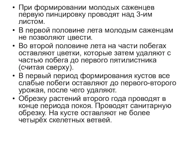 При формировании молодых саженцев первую пинцировку проводят над 3-им листом. В