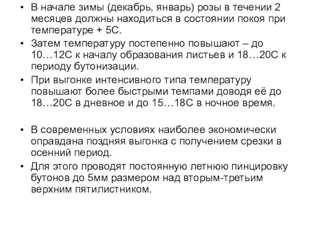 В начале зимы (декабрь, январь) розы в течении 2 месяцев должны