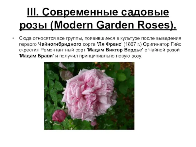 III. Современные садовые розы (Modern Garden Roses). Сюда относятся все группы,