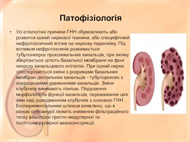 Патофізіологія Усі етіологічні причини ГНН обумовлюють або розвиток ішемії ниркової тканини,