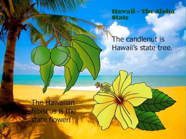 Hawaii – The Aloha State The Hawaiian hibiscus is the state