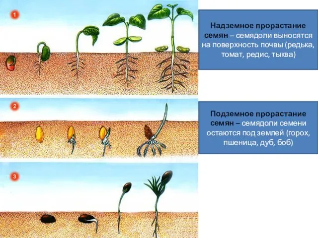Надземное прорастание семян – семядоли выносятся на поверхность почвы (редька, томат,