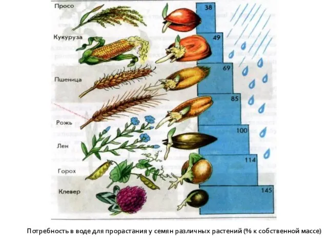 Потребность в воде для прорастания у семян различных растений (% к собственной массе)