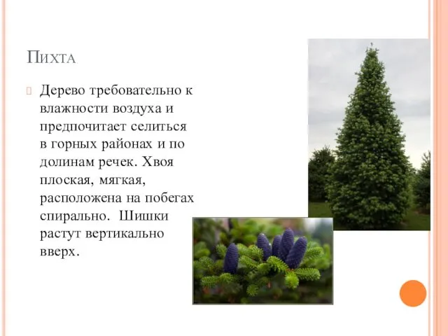 Пихта Дерево требовательно к влажности воздуха и предпочитает селиться в горных