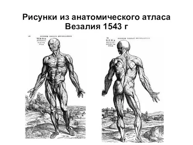 Рисунки из анатомического атласа Везалия 1543 г