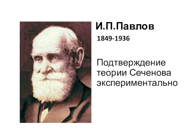 И.П.Павлов 1849-1936 Подтверждение теории Сеченова экспериментально