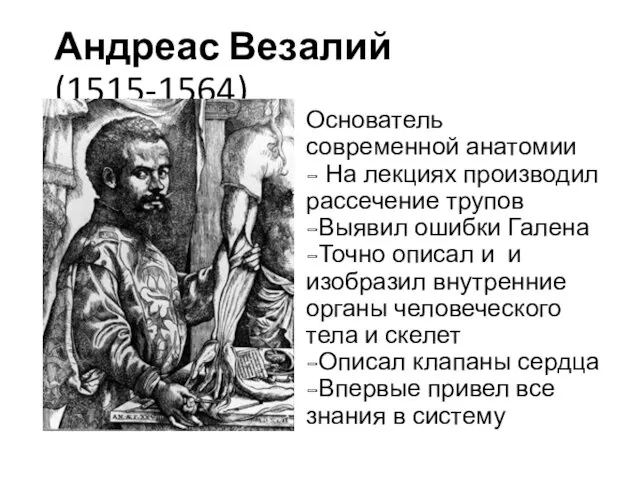 Андреас Везалий (1515-1564) Основатель современной анатомии - На лекциях производил рассечение