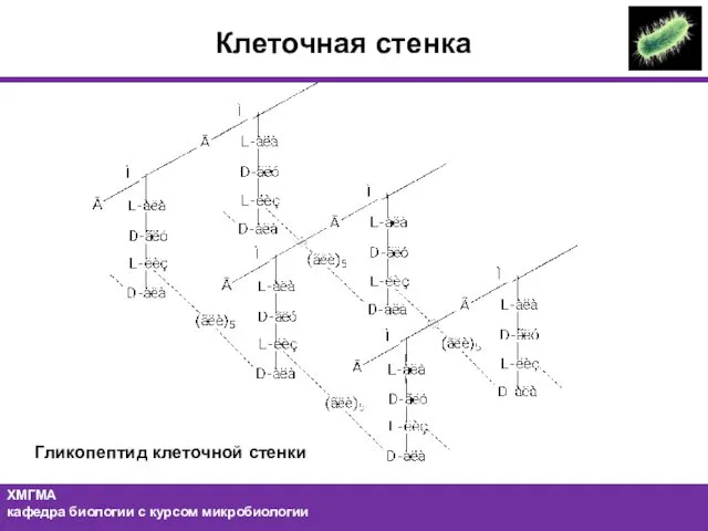 Клеточная стенка Гликопептид клеточной стенки