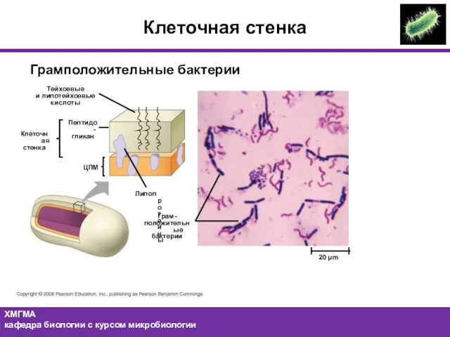 Пептидо- гликан Липопротеины Грам- положительные бактерии 20 µm ЦПМ Тейхоевые и