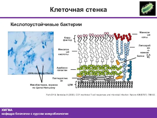 Клеточная стенка Кислотоустойчивые бактерии Park SH & Bendelac A (2000). CD1-restricted