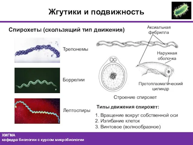 Жгутики и подвижность Спирохеты (скользящий тип движения) Трепонемы Боррелии Строение спирохет