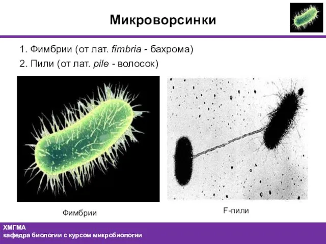 Микроворсинки 1. Фимбрии (от лат. fimbria - бахрома) 2. Пили (от