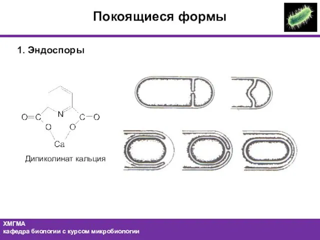 1. Эндоспоры Дипиколинат кальция Покоящиеся формы