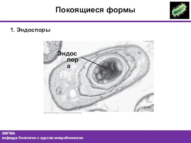 Покоящиеся формы 1. Эндоспоры Эндоспора