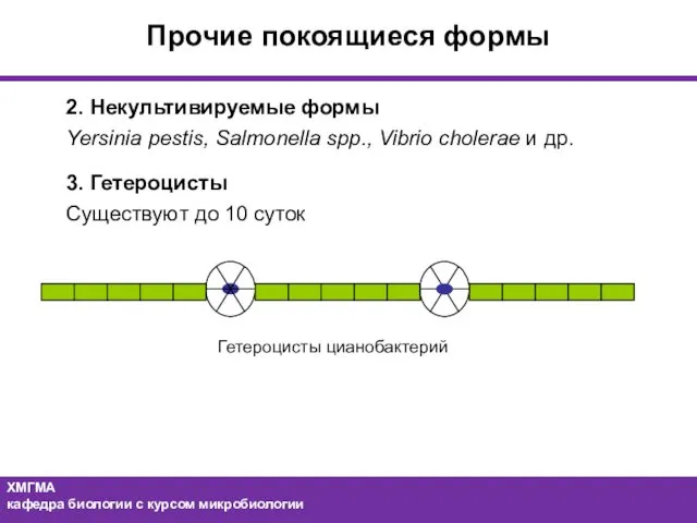 Прочие покоящиеся формы 2. Некультивируемые формы Yersinia pestis, Salmonella spp., Vibrio