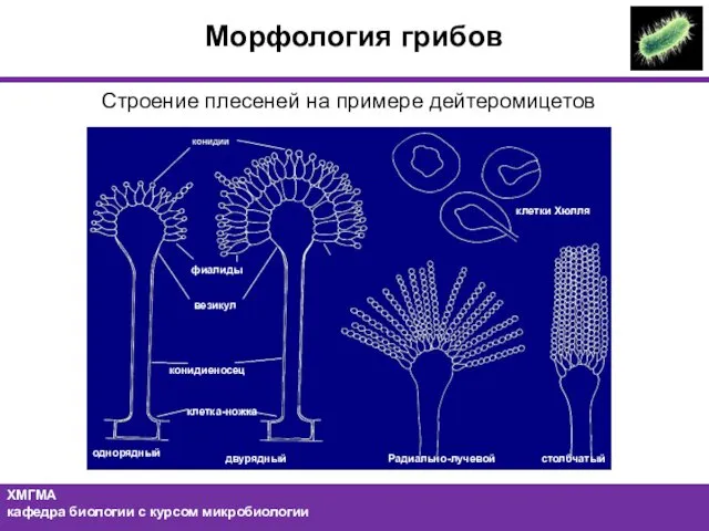 Морфология грибов Строение плесеней на примере дейтеромицетов фиалиды везикул конидиеносец клетка-ножка