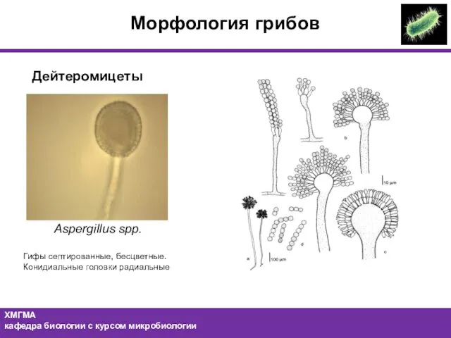 Морфология грибов Дейтеромицеты Aspergillus spp. Гифы септированные, бесцветные. Конидиальные головки радиальные