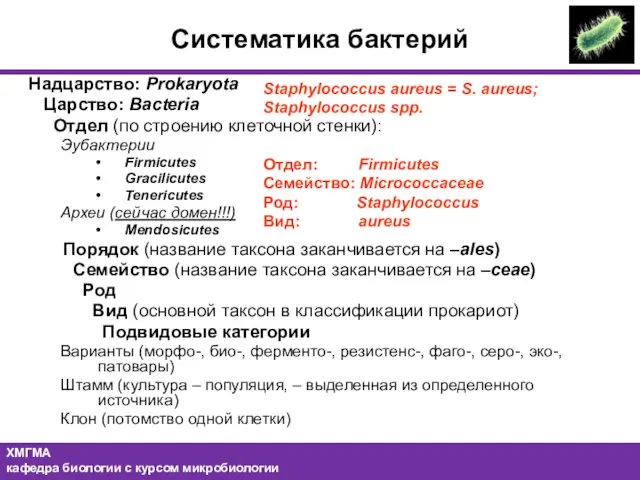 Надцарство: Prokaryota Царство: Bacteria Отдел (по строению клеточной стенки): Эубактерии Firmicutes