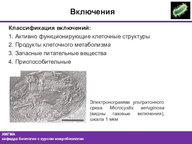 Классификация включений: 1. Активно функционирующие клеточные структуры 2. Продукты клеточного метаболизма