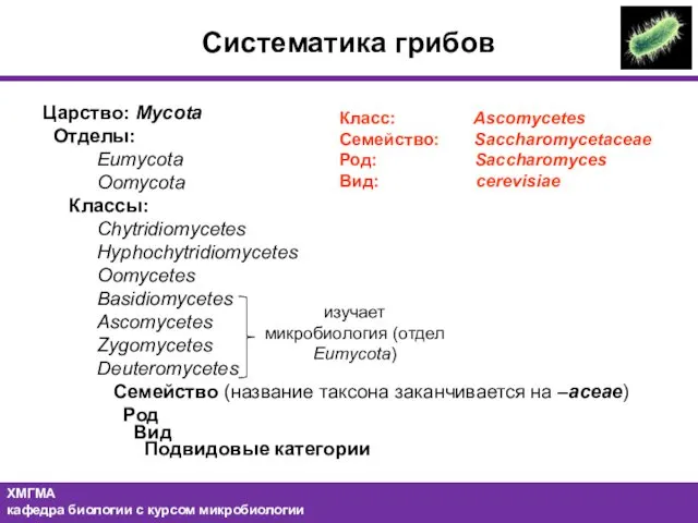 Систематика грибов Царство: Mycota Отделы: Eumycota Oomycota Классы: Chytridiomycetes Hyphochytridiomycetes Oomycetes