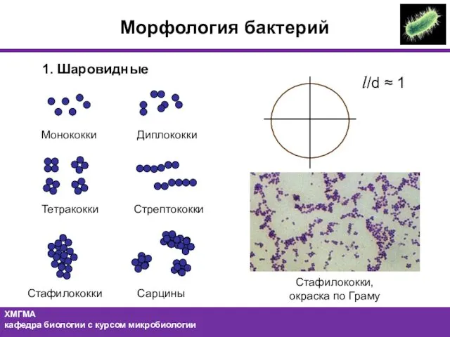 1. Шаровидные l/d ≈ 1 Монококки Диплококки Тетракокки Стафилококки Стрептококки Сарцины