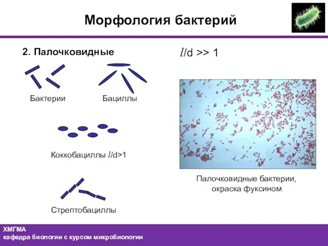 2. Палочковидные l/d >> 1 Палочковидные бактерии, окраска фуксином Морфология бактерий